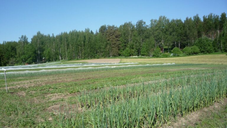 Peltomaisema.